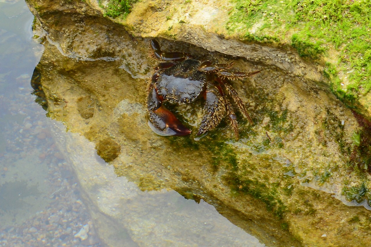 Eriphia verrucosa